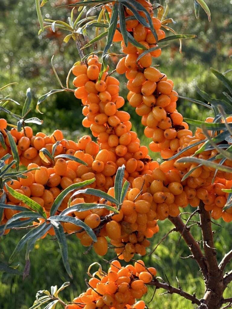 img_2669 Seabuckthorns dried - Image 1
